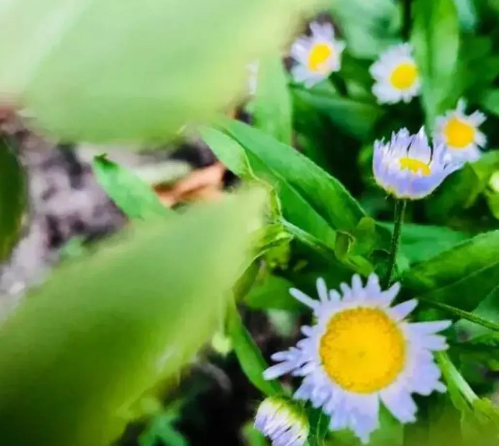 关于夏天的诗现代诗歌（描写夏天的现代诗短诗）-流云流梦