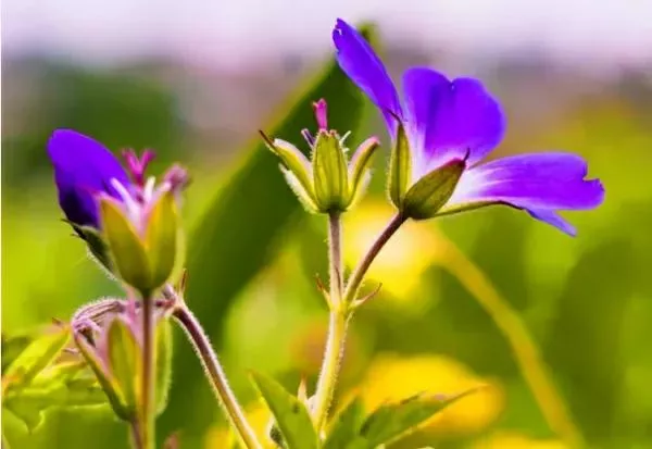 关雎原文及翻译注释赏析（关雎的名句赏析 ）-流云流梦