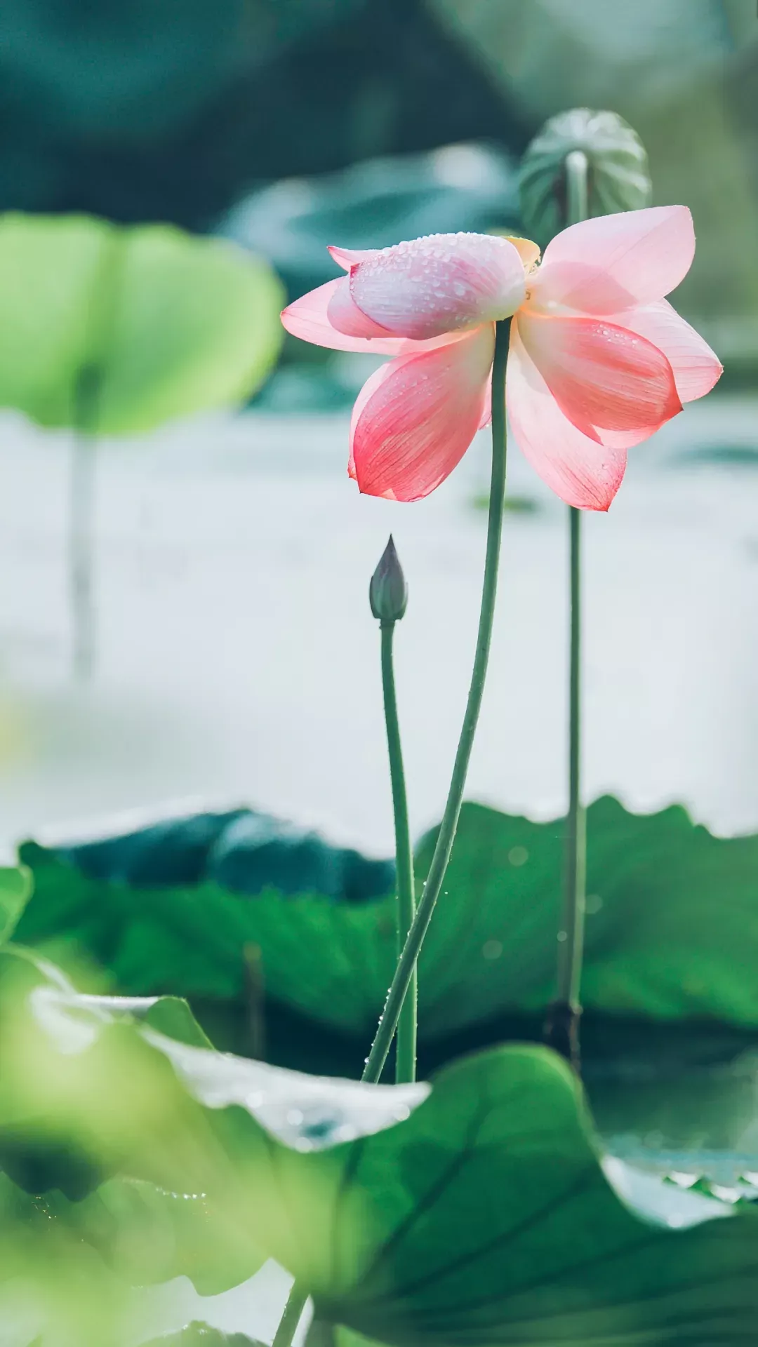 关于荷花的诗句古诗（莲花最有禅意的句子）-流云流梦