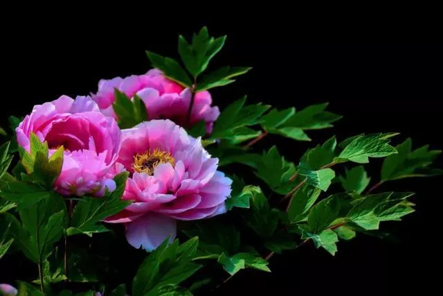 关于牡丹的诗句古诗大全(赞美牡丹的经典诗句)