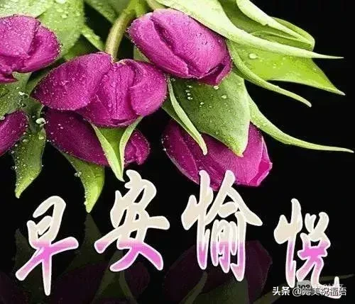 形容向日葵的唯美句子（愿你像向日葵一样语录）-流云流梦