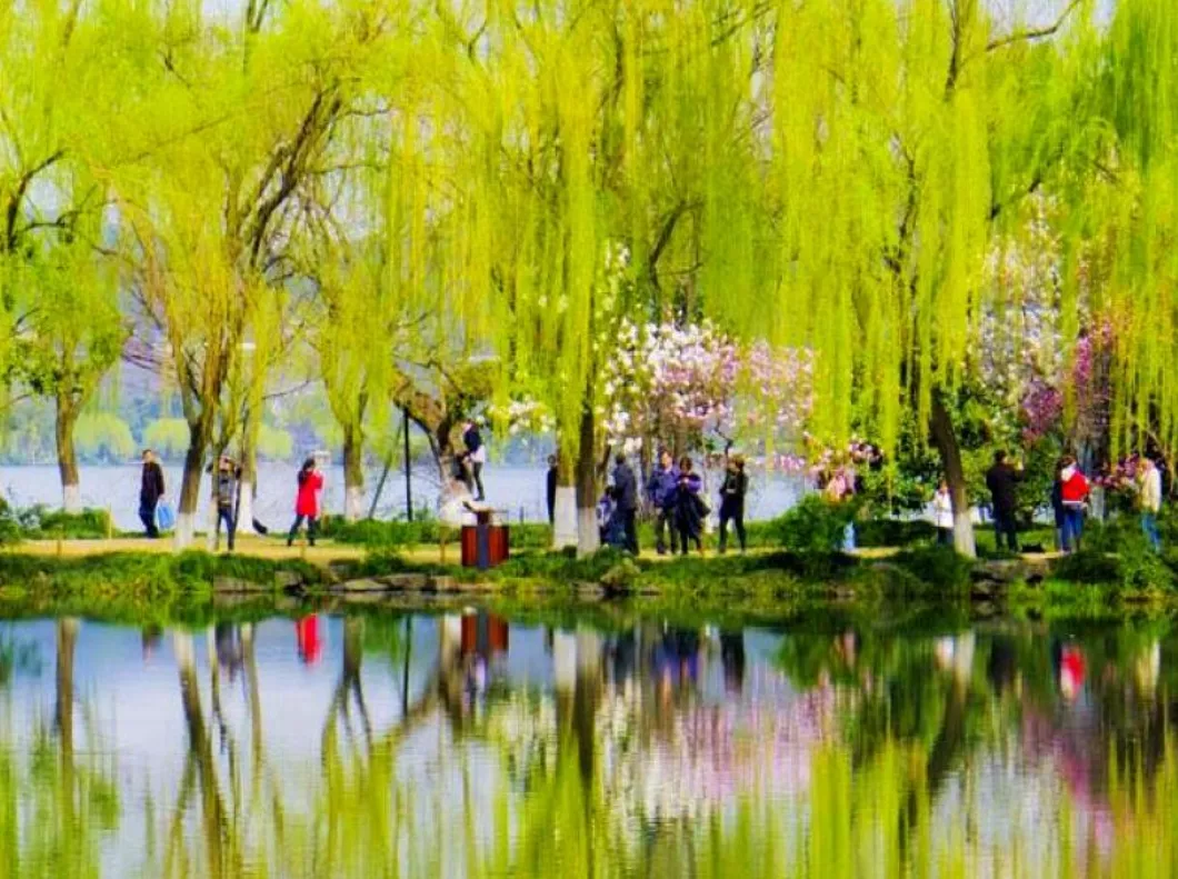 柳树古诗有哪些(关于柳树的古诗大全)