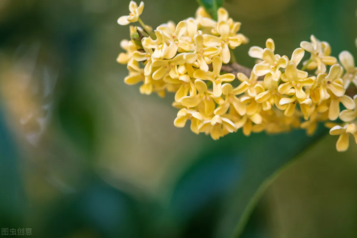 描写山水风光的诗句（形容大山景色优美的句子）-流云流梦