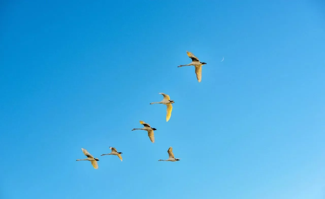 长篇古诗大全(10首优美的长篇古诗词)-流云流梦