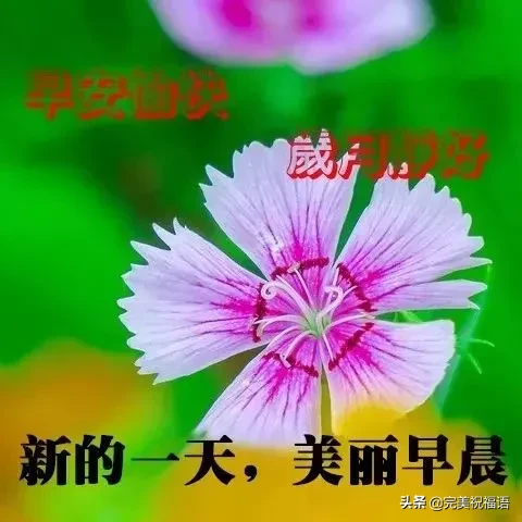 形容向日葵的唯美句子（愿你像向日葵一样语录）