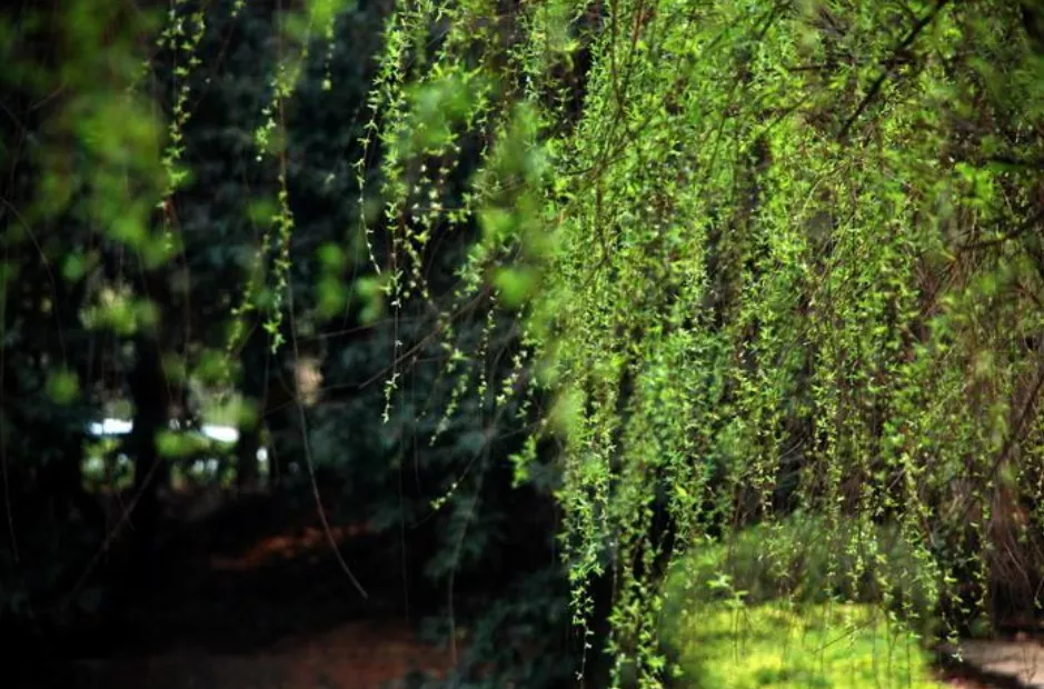 描写杨柳的诗句古诗(关于描写柳树的诗句大全)