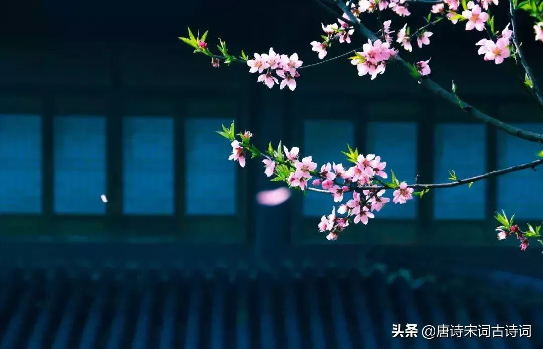 赞美桃花的诗句有哪些（桃花唯美简短的句子）-流云流梦