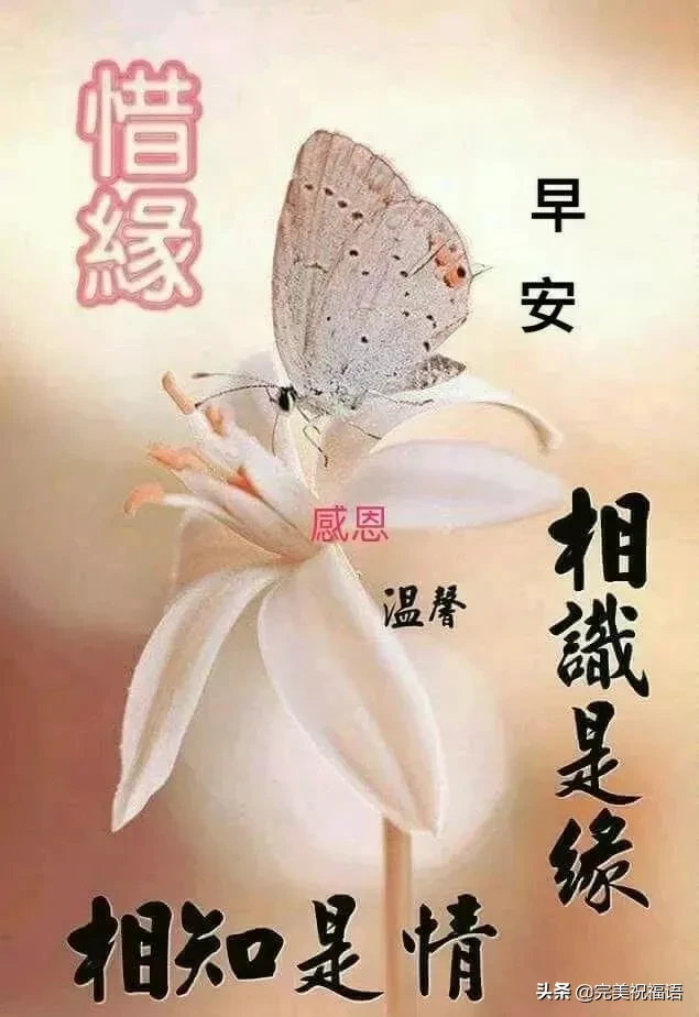 形容向日葵的唯美句子（愿你像向日葵一样语录）