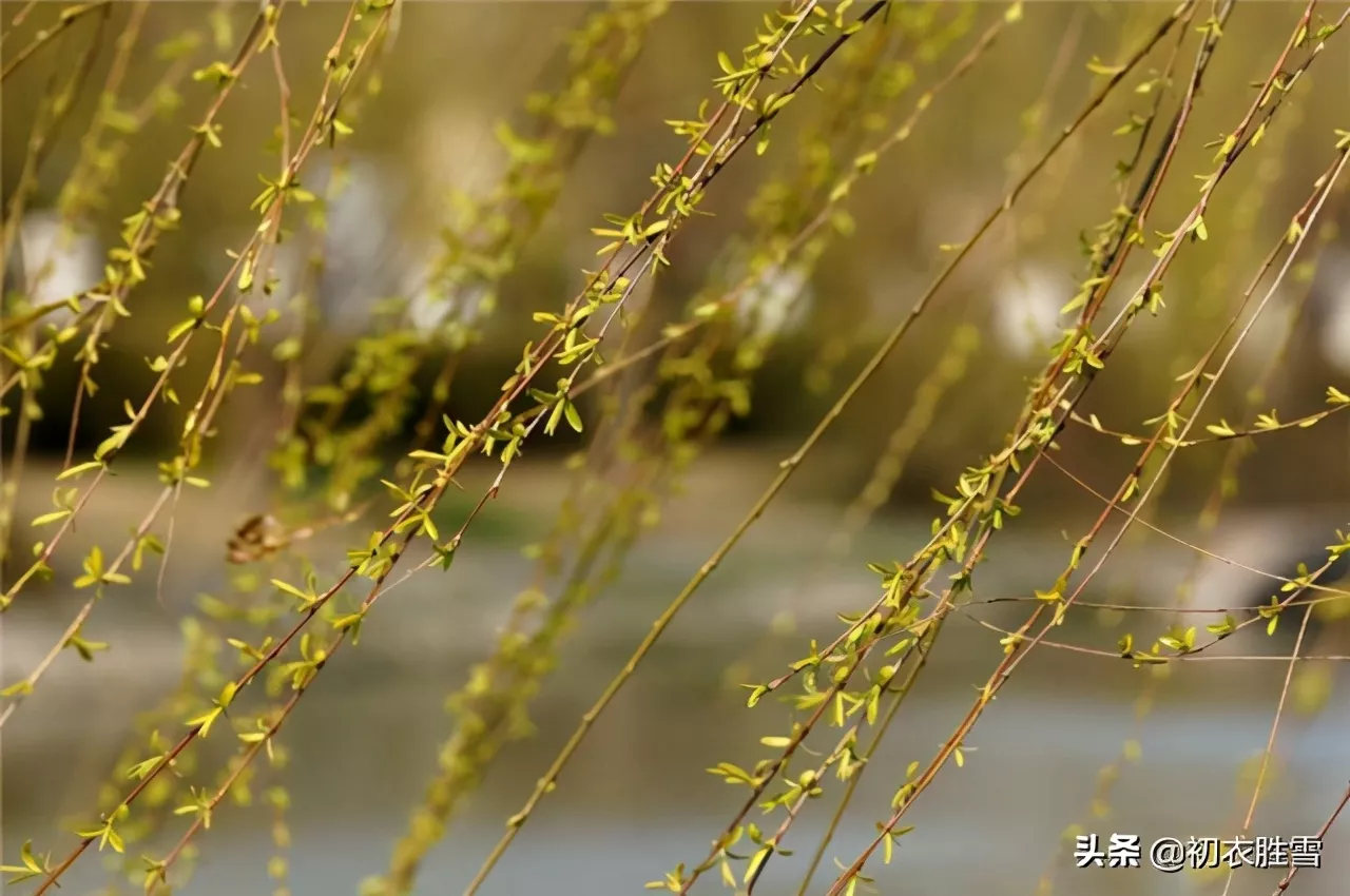 早春的古诗有哪些(描写早春的5首著名古诗)-流云流梦