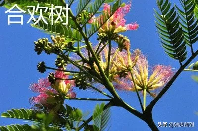 史铁生合欢树原文赏析（合欢树重点句子赏析）-流云流梦