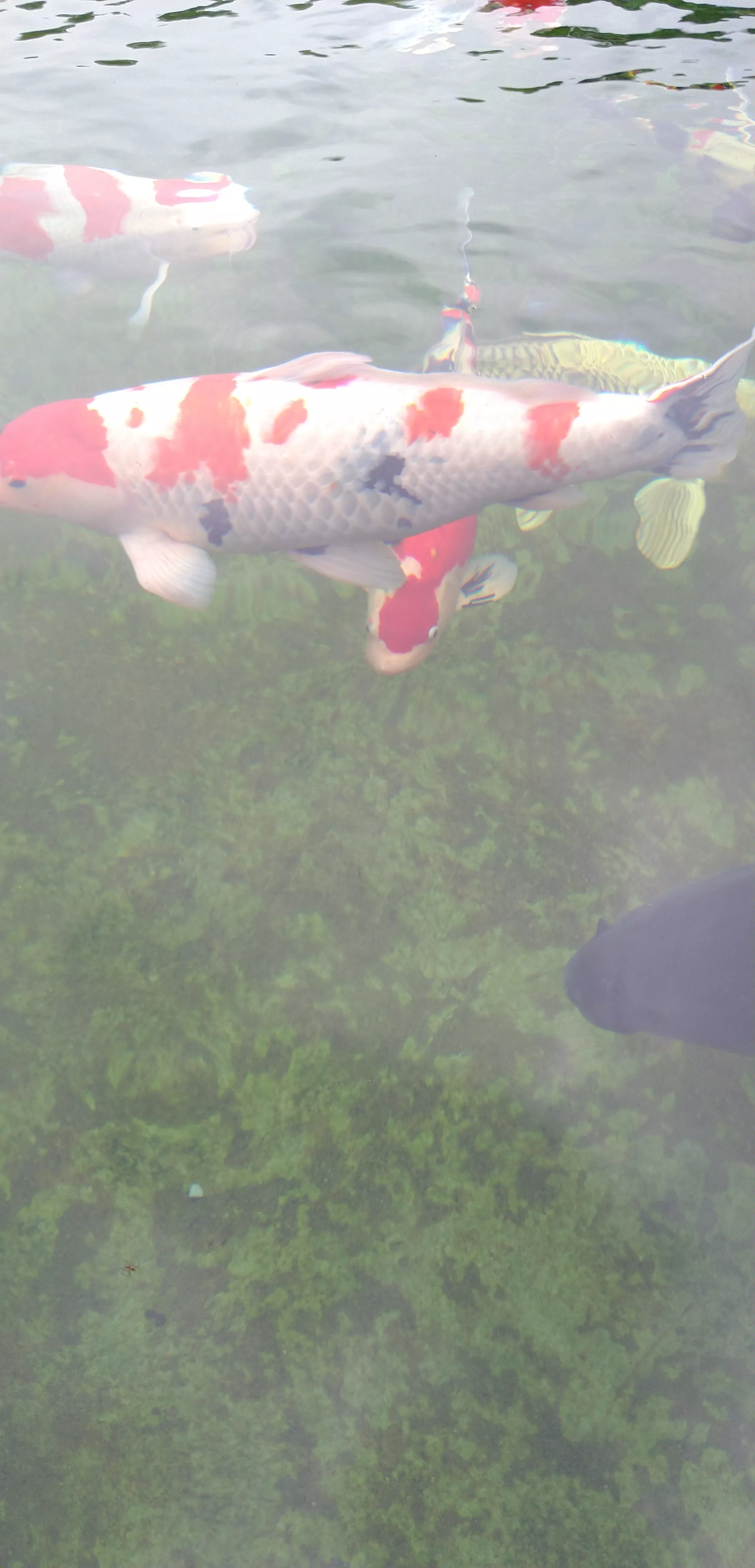 石灰吟古诗正确原文的翻译(人教版石灰吟的古诗)-流云流梦