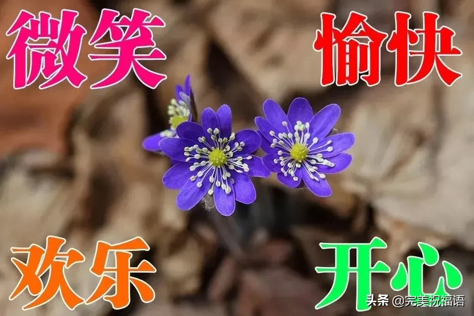 形容向日葵的唯美句子（愿你像向日葵一样语录）