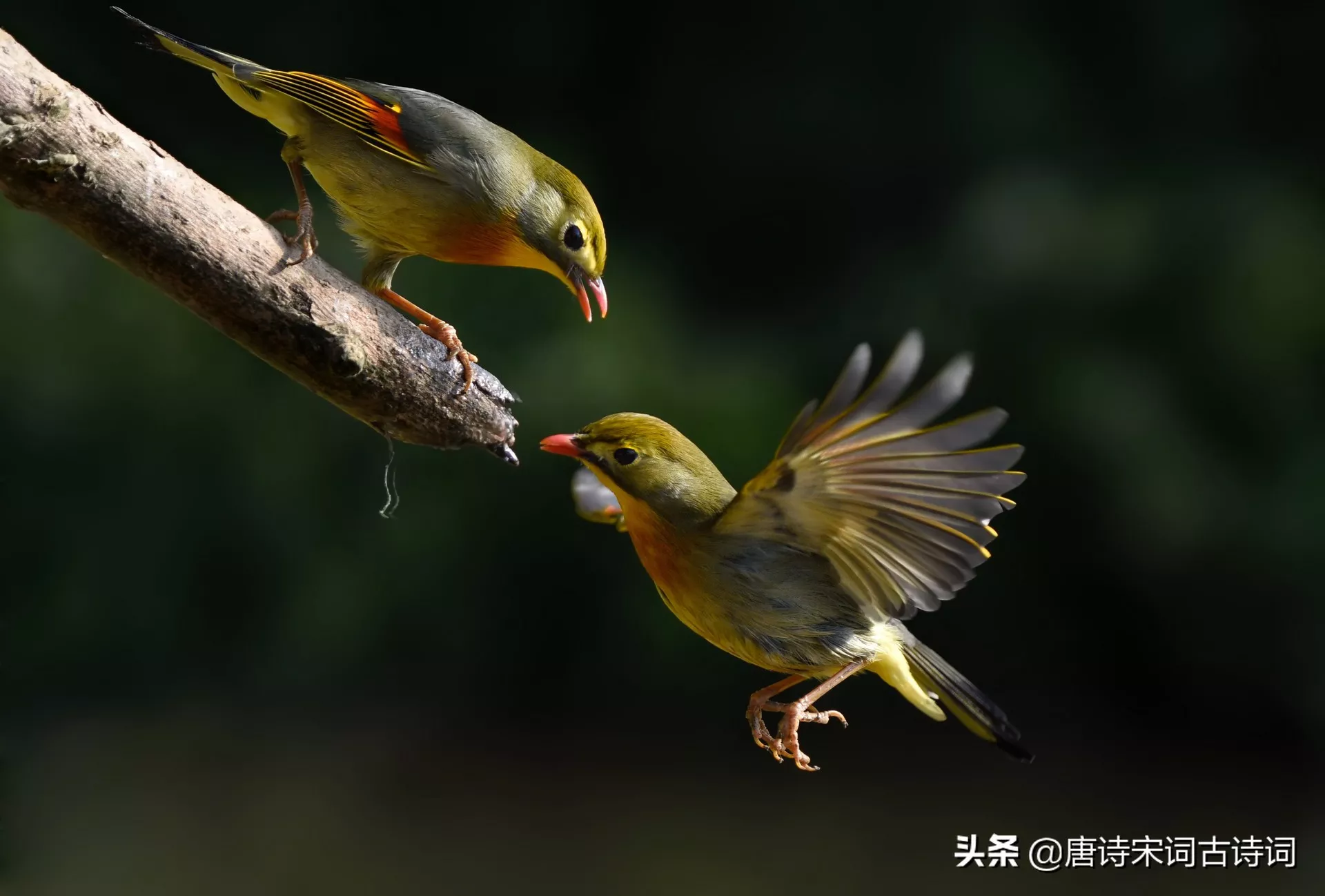 写动物的古诗有哪些(描写动物的古诗整首)-流云流梦