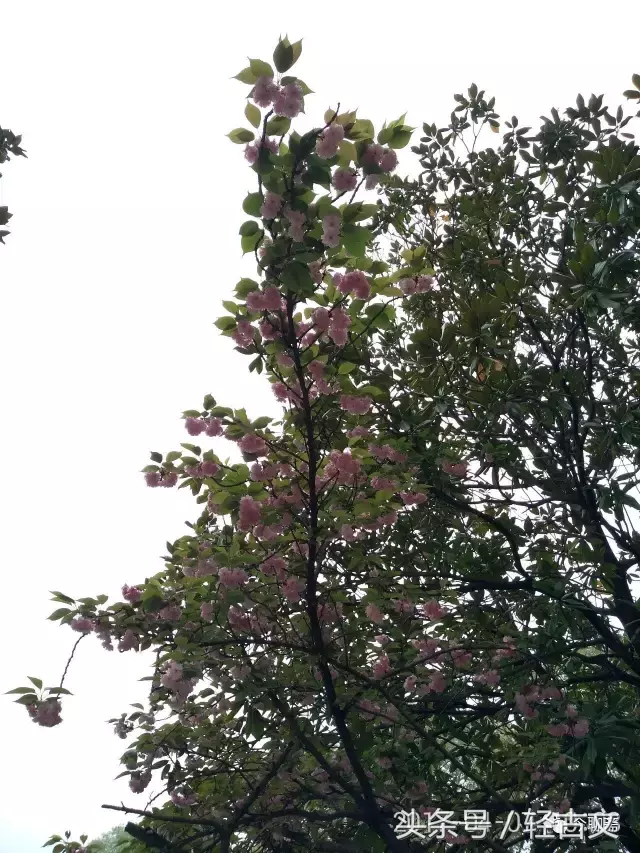 少年中国说注音版完整（分享少年中国说注音原文）-流云流梦