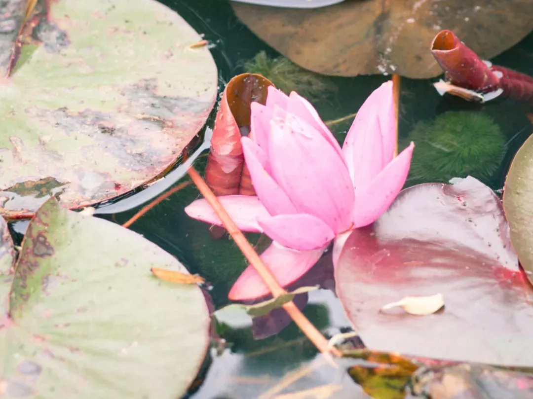 关于荷花的诗句古诗(莲花最有禅意的句子)
