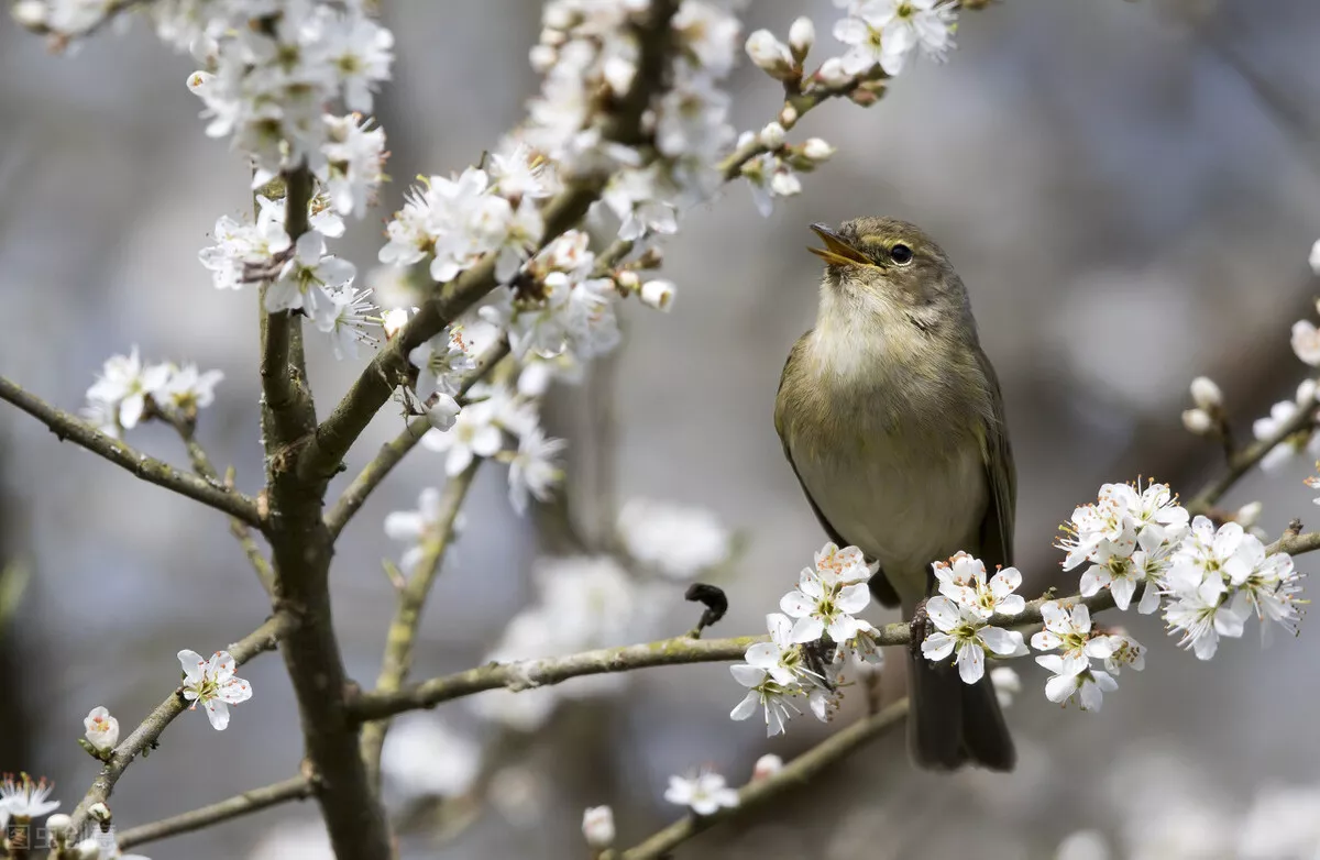 春夏秋冬的诗句（描写春夏秋冬的古诗分享）-流云流梦