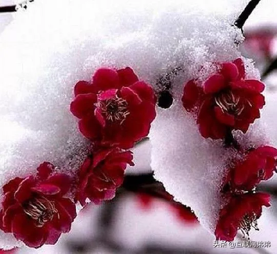 咏梅的诗词300首(赞美梅花傲骨的诗句)-流云流梦