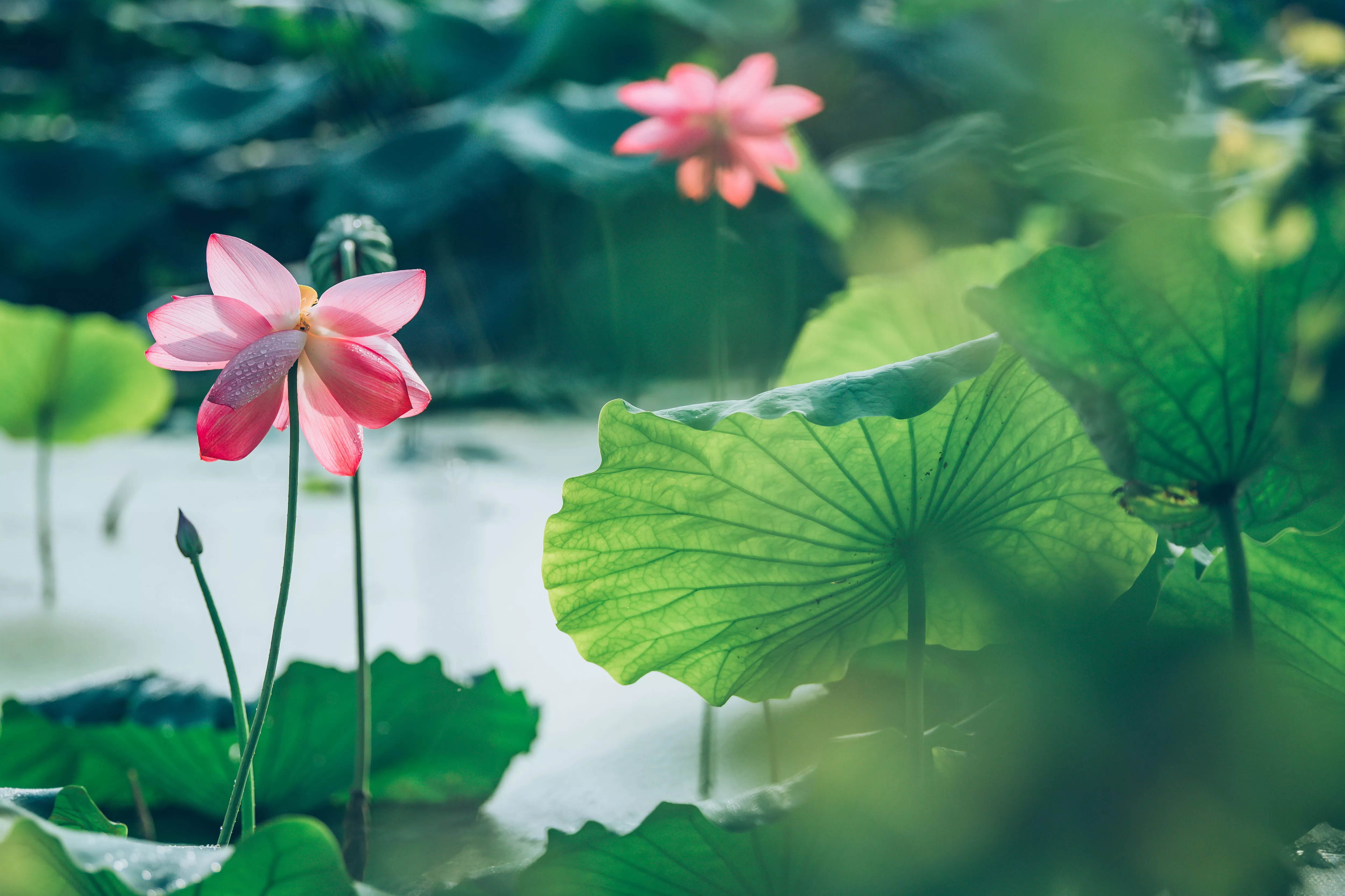 赞美荷花的古诗名句（赞美荷花的诗句古诗大全）-流云流梦