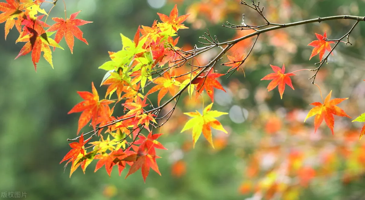 描写山水风光的诗句（形容大山景色优美的句子）