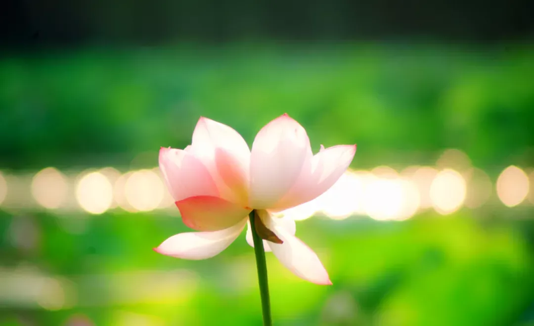 关于荷花的诗句古诗(莲花最有禅意的句子)