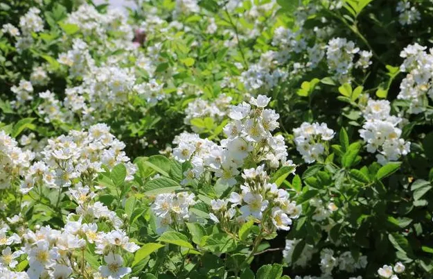 不懂珍惜不配拥有的说说(懂得珍惜才配拥有句子大全)