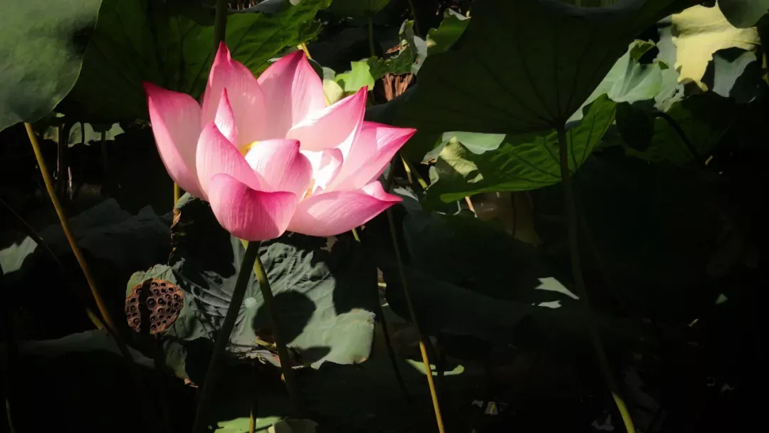 关于荷花的诗句古诗(莲花最有禅意的句子)