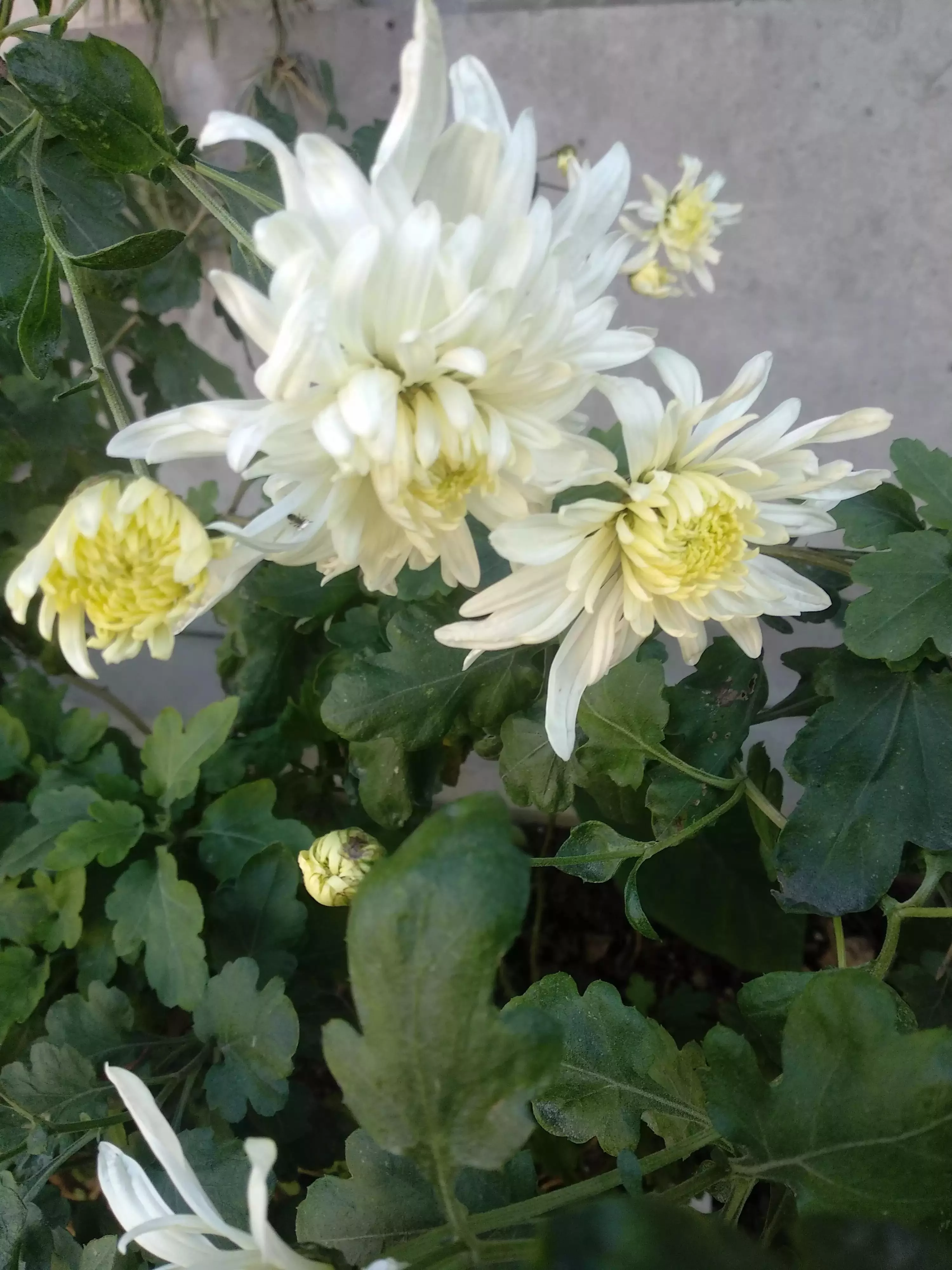 描写菊花的诗句有哪些（描写菊花的优美句子）-流云流梦