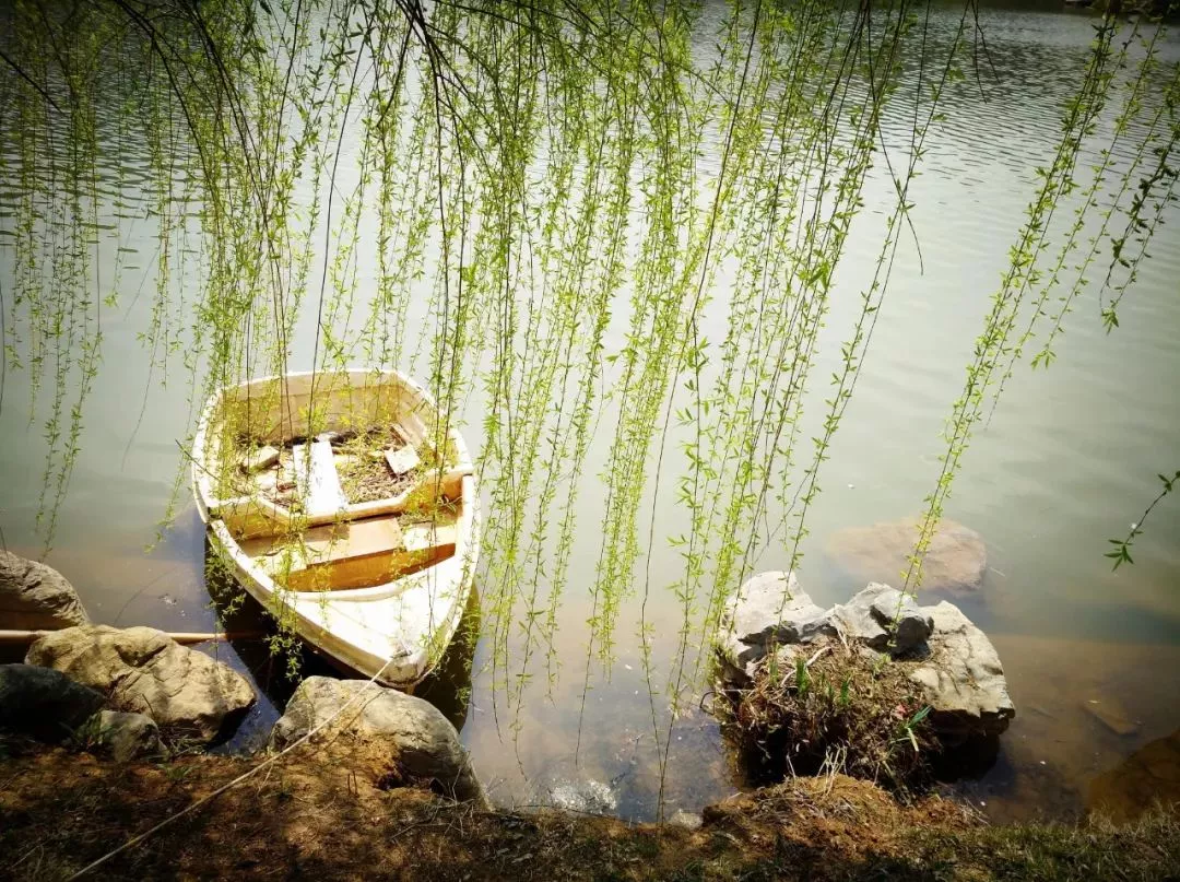 柳树古诗有哪些(关于柳树的古诗大全)