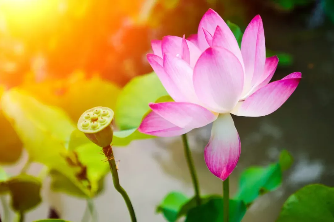 关于荷花的诗句古诗(莲花最有禅意的句子)