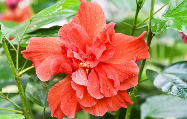 喜欢又不能在一起表达的句子(相遇却无缘在一起句子)