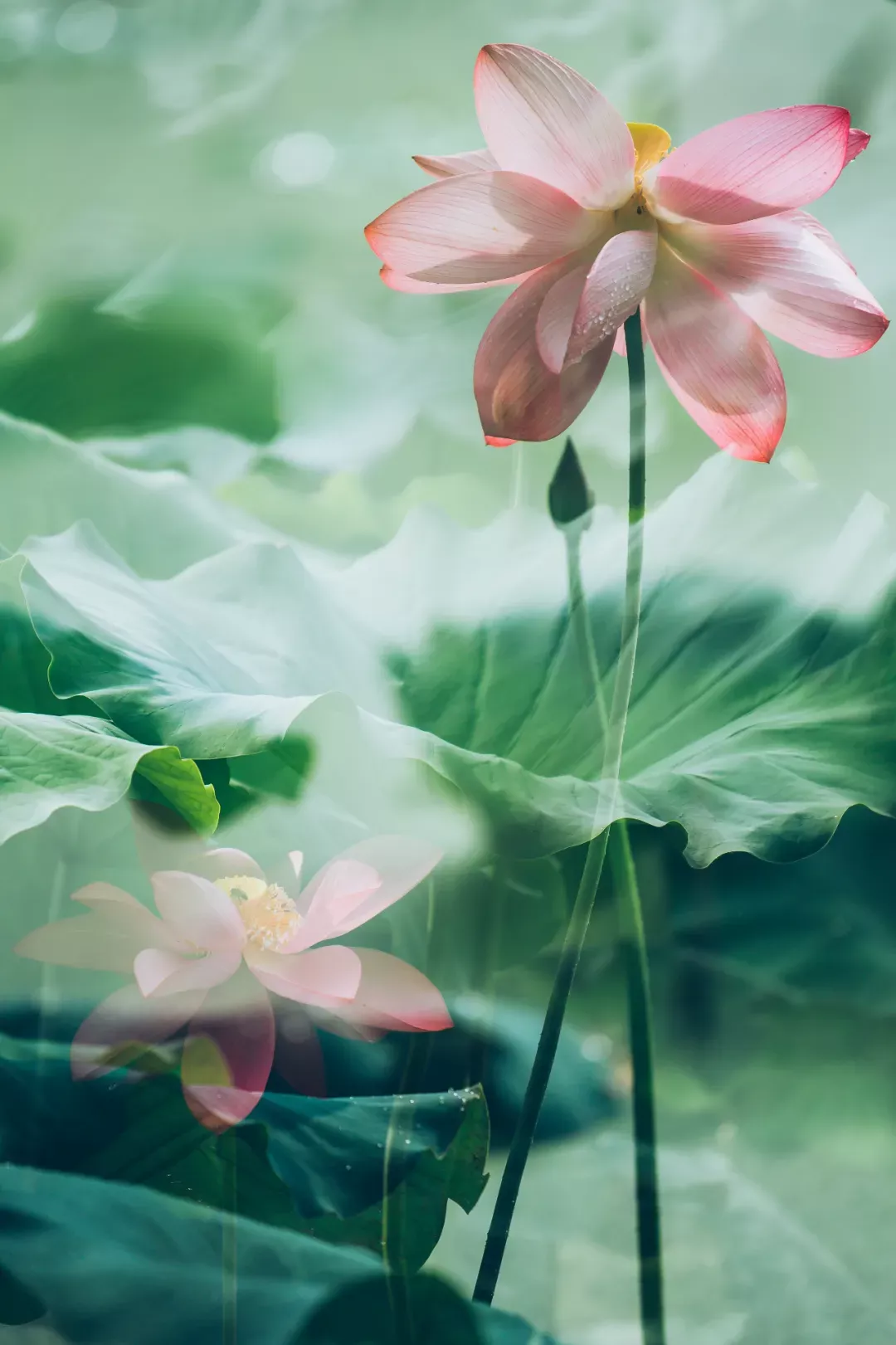 关于荷花的诗句古诗(莲花最有禅意的句子)