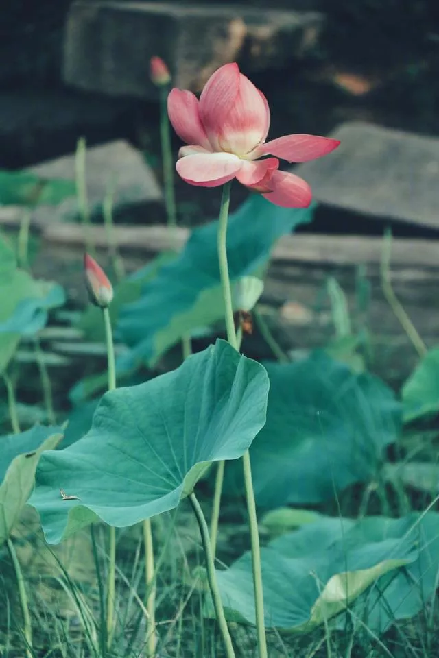 关于美好的句子和名言（充满阳光美好的心情说说）-流云流梦