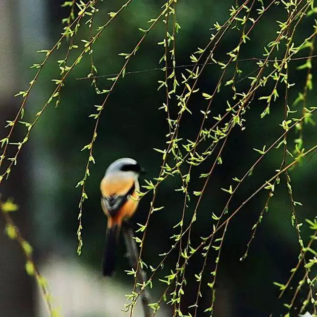 朱自清散文春原文(朱自清的春原文全解)