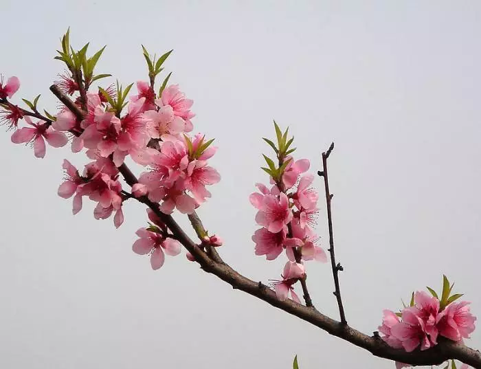 朱自清散文春原文（朱自清的春原文全解）-流云流梦