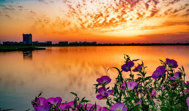 苏轼江城子密州出猎（苏轼记承天寺夜游赏析）